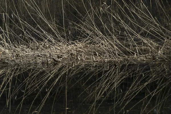 枯萎的芦苇被反射在光滑的水中 — 图库照片