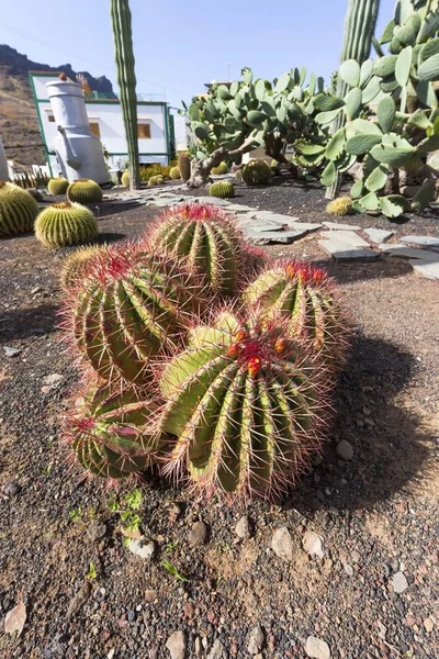 Cactus Botte Oro Echinocactus Grusonii Gran Canaria Isole Canarie Spagna — Foto Stock