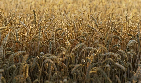 Fältet Moget Vete Kvällsljus Solnedgång — Stockfoto