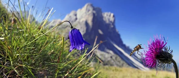 Una Campanilla Campanula Rotundifolia Una Hoverfly Syrphidae Encaramado Alpine Cardo — Foto de Stock