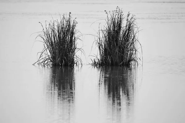 Reeds Lake Reflections — Stock Photo, Image