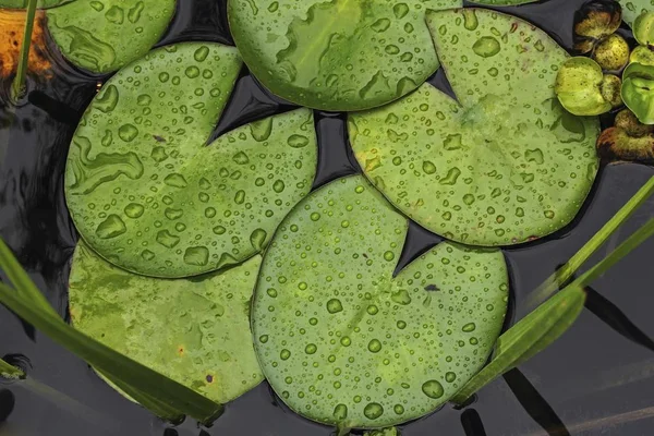 Lily pads, Water lily (Nymphaea), with drops of water