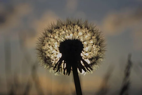 Löwenzahn Pusteblume Gegenlicht Contre Jour — Stockfoto