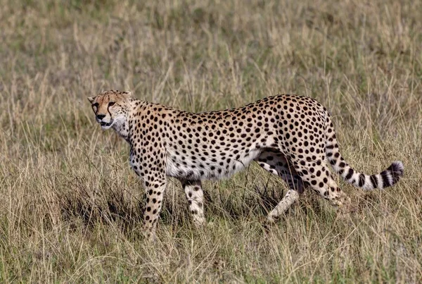Cheetah Acinonyx Jubatus Gato Con Cachorros Reserva Nacional Masai Mara — Foto de Stock