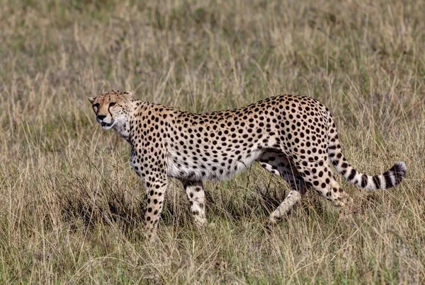 Gepárd Acinonyx Jubatus Macska Kölykök Masai Mara National Reserve Afrika — Stock Fotó