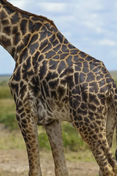 Részlet Zsiráf Test Afrika Részleges Megtekintése — Stock Fotó