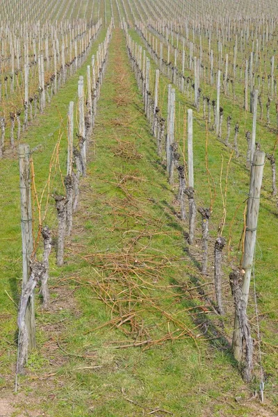 Vineyard in spring during the pruning