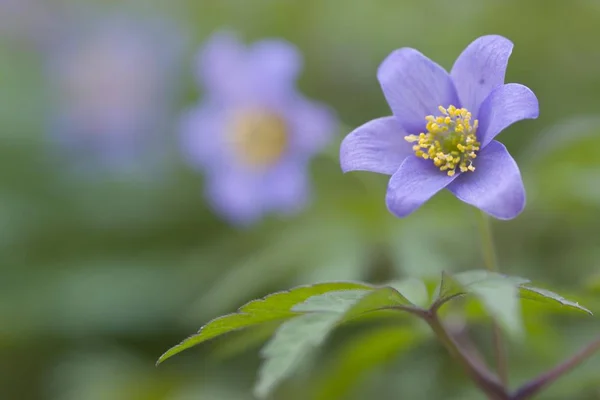 Niebieski Zawilec Kwiaty Anemone Nemorosa Niebieski Queen — Zdjęcie stockowe
