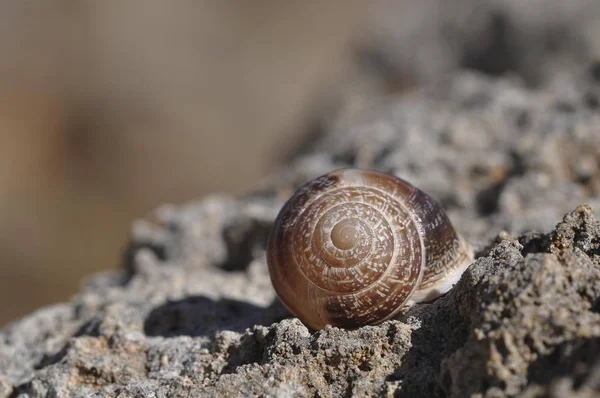 Shell Snail Helicidae — Stock Photo, Image