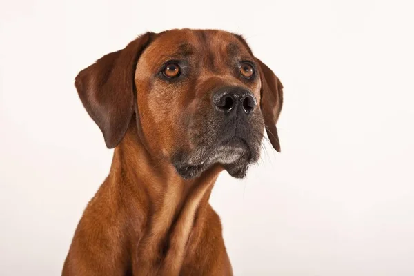 Ridgeback Rhodesian Retrato Masculino Cão — Fotografia de Stock