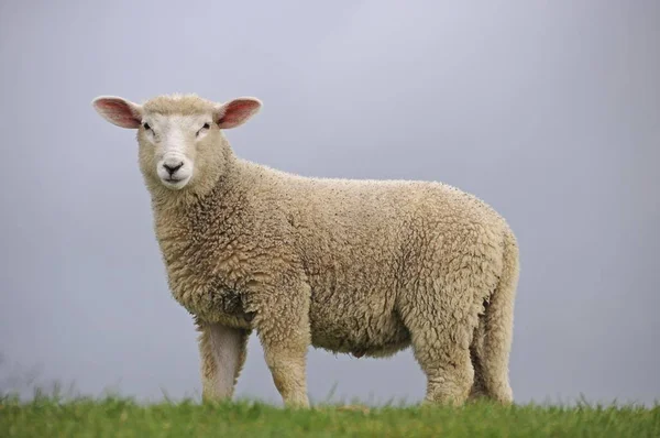 Jehněčí Hráz Řeky Labe Kollmar Schleswig Holstein Německo Evropa — Stock fotografie