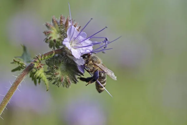Biene Apis Auf Einer Violetten Blüte Phacelia Skorpiongras Oder Heliotrop — Stockfoto