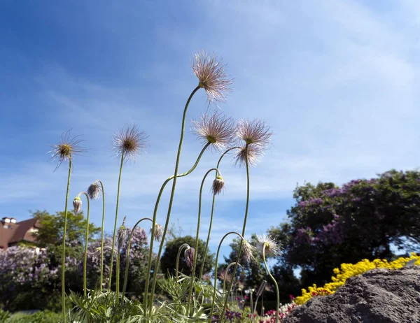 일반적인 Pasque Pulsatilla Vulgaris Syn Pulsatilla — 스톡 사진