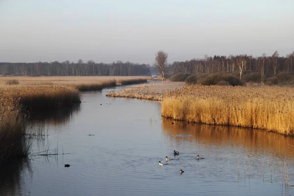 Federsee Jezioro Rezerwat Przyrody Powiecie Biberach Riss Górnej Szwabii Badenia — Zdjęcie stockowe