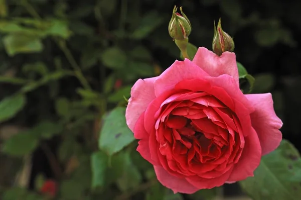 Роза Rosa Квітка Бутонів Крупним Планом Фауна Природі — стокове фото