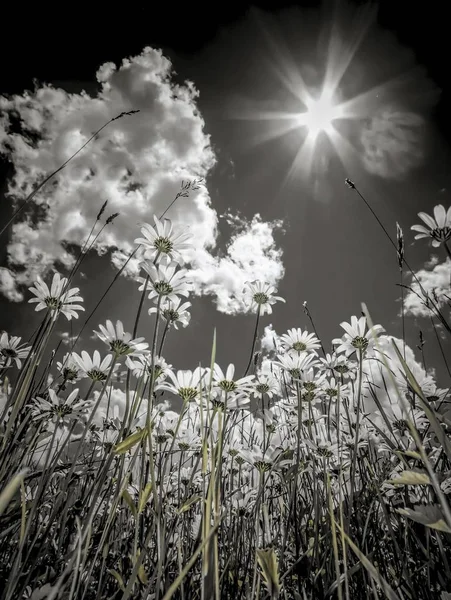 Daisies (Leucanthemum vulgare) from below, flower meadow, worm\'s eye view, blue summer sky with sun and rays, black-and-white