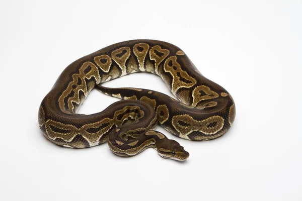 Βασιλική python σε άσπρο φόντο — Φωτογραφία Αρχείου