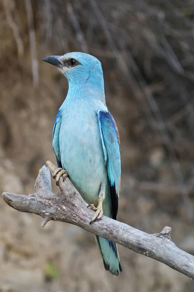 European Roller Bird Coracias Garrulus — Stock Photo, Image