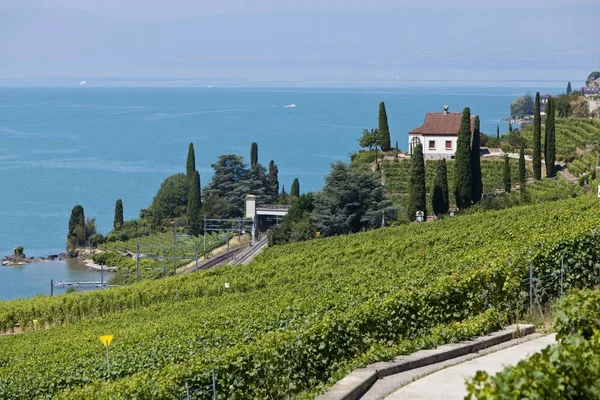 Vista Sobre Vinhas Perto Vevey Lago Genebra Vevey Canon Vaud — Fotografia de Stock