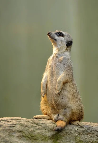 Meerkat Suricata Animal Debout Extérieur — Photo