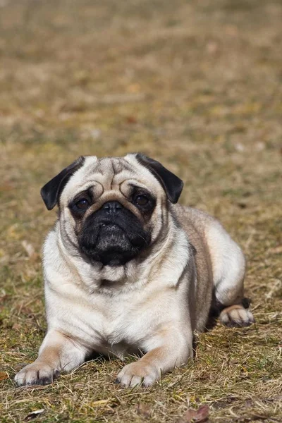 Ξαπλωμένη Pug Στο Λιβάδι Και Βλέπουν Φωτογραφικών Μηχανών — Φωτογραφία Αρχείου