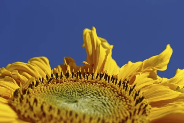 Закрыть Детали Подсолнечника Helianthus Annuus — стоковое фото