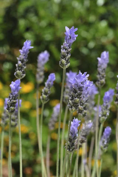 Kwiaty Lawendy Roślin Lavandula Angustifolia — Zdjęcie stockowe