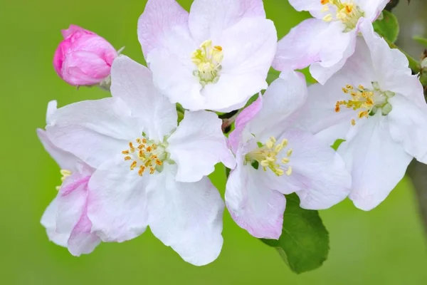 Apple Blossoms Closeup Fauna Nature — Stock Photo, Image