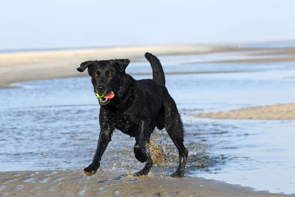 Schwarzer Labrador Retriever Hund Mit Ball Strand — Stockfoto