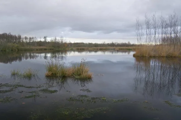 沼プール Bargerveen 国際自然公園 オランダ ヨーロッパ — ストック写真