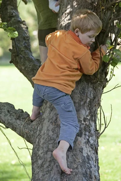 Küçük Çocuk Ağaca Tırmanmak — Stok fotoğraf