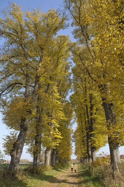 Bosque Otoñal Lueneburg Baja Sajonia Alemania Europa —  Fotos de Stock