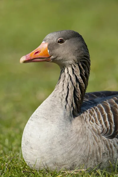 Greylag Graylag Goose Anser Anser — Stock Photo, Image