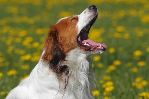Płochacz Holenderski Kooiker Ogar Canis Lupus Familiaris Młody Mężczyzna Pies — Zdjęcie stockowe