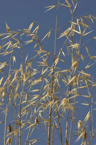 Marram Grama Grama Praia Ammophila Creta Grécia Europa — Fotografia de Stock