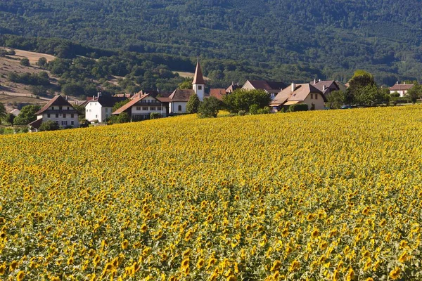 Das Dorf Onnens Hinter Einem Sonnenblumenfeld Neuchtelsee Schweiz Europa — Stockfoto