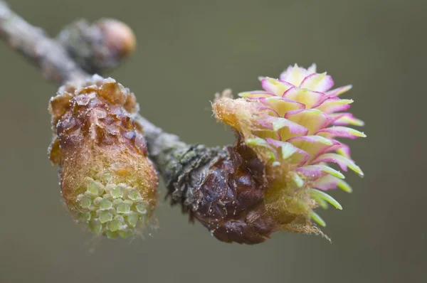 Ağaç Bitki Larix Decidua Yakın Çekim — Stok fotoğraf