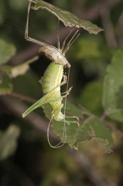 Katydid Bush Cricket Tettigoniidae Derramando Sua Pele Região Lago Kerkini — Fotografia de Stock