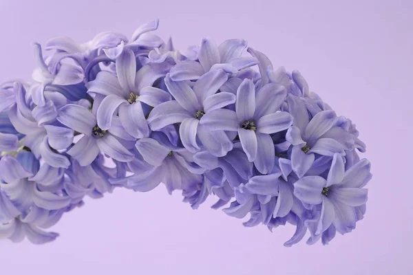 Aromás Hyacinthus Jácint Virág Stúdió Felvétel — Stock Fotó
