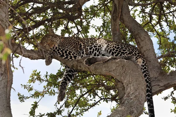 Leopard Panthera Pardus Sover Fikonträd Masai Mara National Reserve Kenya — Stockfoto