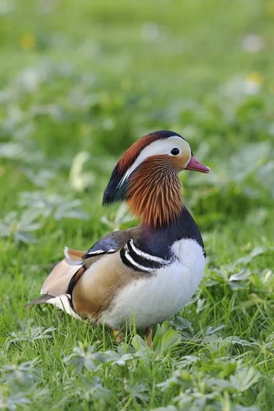 Mandarin Duck Bird Aix Galericulata Royalty Free Stock Images