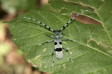 Round-necked Longhorn (Rosalia alpina), male, Huelben, Swabian Alb, Baden-Wuerttemberg, Germany, Europe clipart