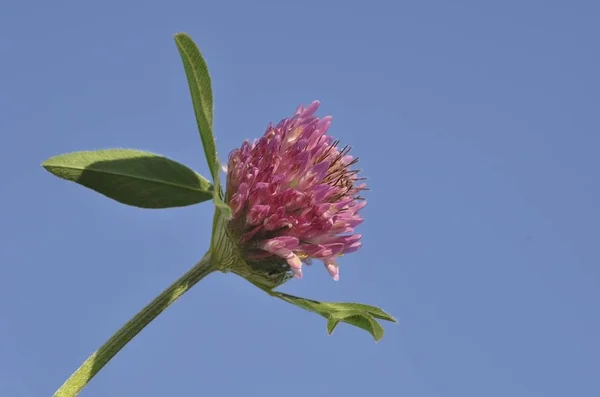 Красный Клевер Trifolium Pratense — стоковое фото