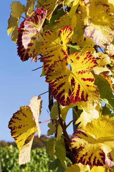 Vines, vine leaves in autumn colours, vineyard on Ahrsteig mountain, Germany, Europe