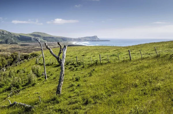 Albero Sulle Praterie Insenatura Hoopers Penisola Otago Isola Del Sud — Foto Stock