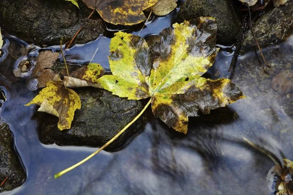水の中の岩の上に横たわる秋のカエデの葉 — ストック写真