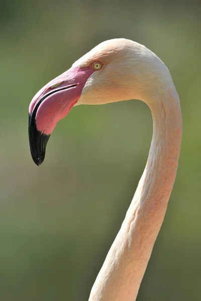 Chilean Flamingo head — Stock Photo, Image