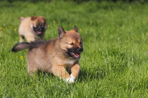 Correndo Filhotes Islandês Sheepdogs Canis Lupus Familiaris — Fotografia de Stock