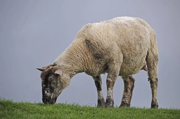 Kollmar 石勒苏益格 黑白花牛 欧洲的 Elbe 河堤上的绵羊 — 图库照片