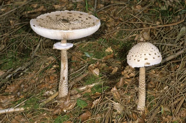 Şemsiye Mantar Macrolepiota Procera — Stok fotoğraf